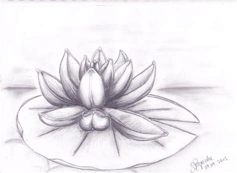 Water Lily By Sheyana On Deviantart Water Lily Drawing Lilies Drawing