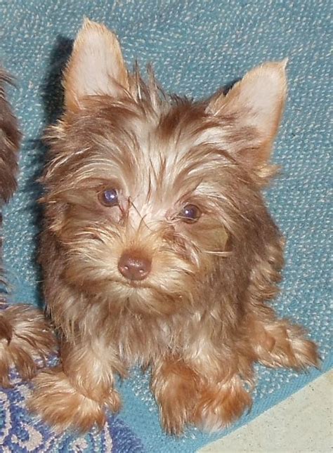 Chocolate Yorkies Are So Cute Yorkie Puppy Yorkie Cute Dogs