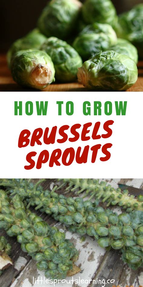 How To Grow Brussel Sprouts