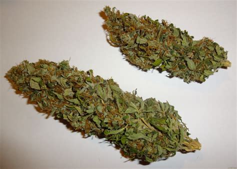 Californian Orange Dutch Passion Cannabis Strain Info