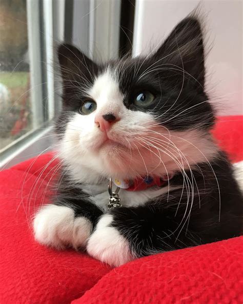 Pictures Of Tuxedo Cats And Kittens