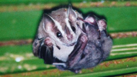 Pygmee Fruit Eating Bat Markeisingbirding