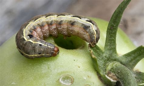 Tomato Fruitworm Earworm Insect Caterpillar Larvae Stage Flickr