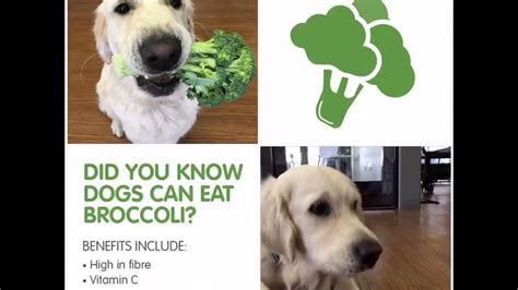 However, like all human food you may choose to feed your dog, broccoli comes with the dogs can eat broccoli but only in controlled amounts. Can My Dog Eat Broccoli? - YouTube