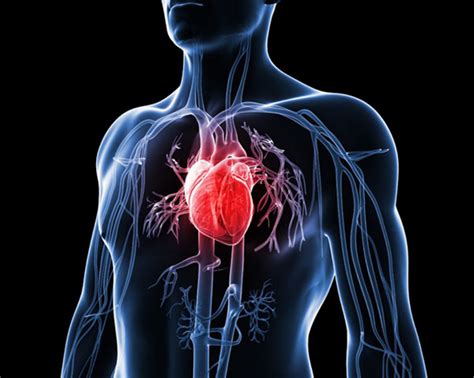How To Prevent Cardiovascular Diseases Pampermy