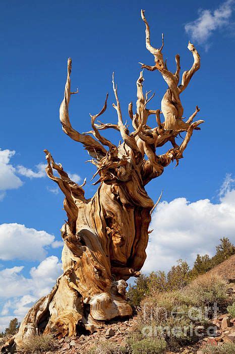 Pin By Julia On Fellow Faa Artists Bristlecone Pine Weird Trees Old