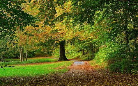 Nature Landscape Fall Leaves Path Trees Park Tunnel Red Wallpaper