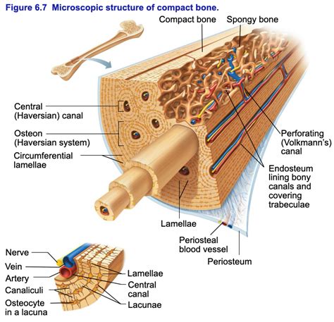 Check spelling or type a new query. Compact Bone Diagram Microscope - Compact Bone Diagram ...