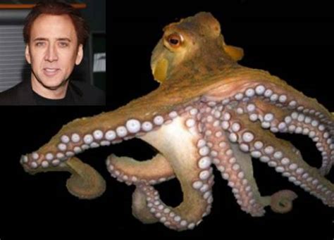 Octopus As A Pet Incredible Fun Doggy Bakery