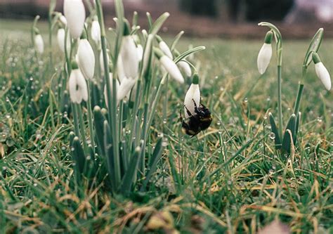 Snowdrops 10 Fun Facts To Tell Kids Botanical Photography Fine Art