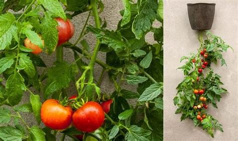 14 Unique Diy Tomato Garden Ideas Balcony Garden Web
