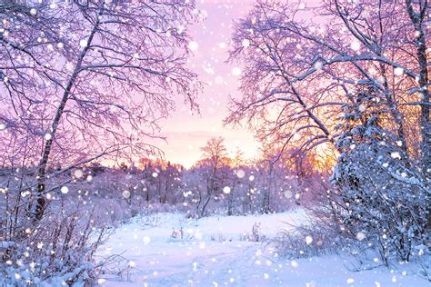 Forest Trees Sunrise Winterly Morning Nature Wallpaper Cool