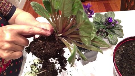 Propagation Of My African Violets And Replant It Tutorial Videopart 1