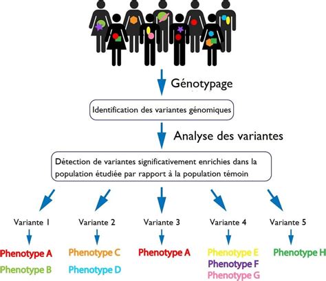 G Notype Et Ph Notype D Finitions Diff Rence Explications Free Hot