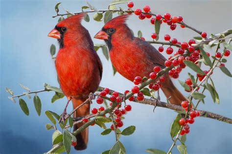 Cardinals On A Berry Branch By Bonbarry