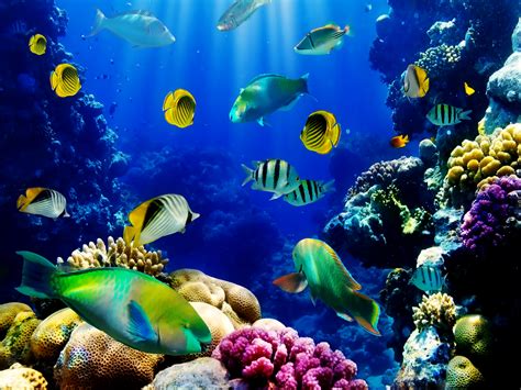 Download 3d Live Fish Wallpaper Tank By Tammymedina 3d Tropical