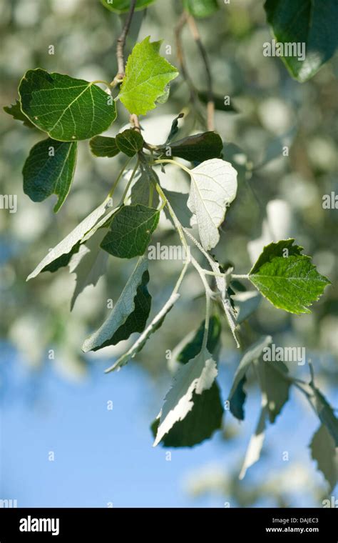 White Poplar Silver Leaved Poplar Abele Populus Alba Tree Germany