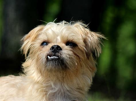 Ask your vet about what kind of tooth brush to use. How Often Should I Brush My Dog's Teeth? | Canna-Pet®
