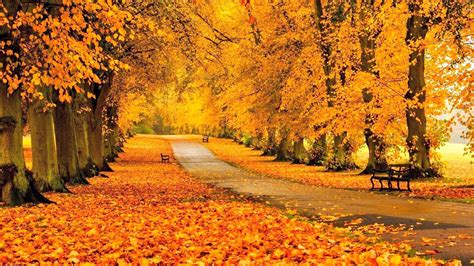 View Fall Zoom Backgrounds Images Alade