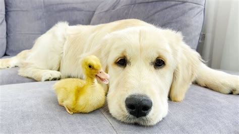 Tiny Duckling And Golden Retriever Puppy Cutest Friends Youtube