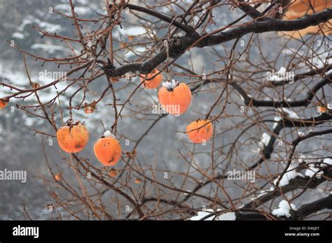 Diospyros Kaki Persimmons Tree Oriental Persimmon In Winter Snow