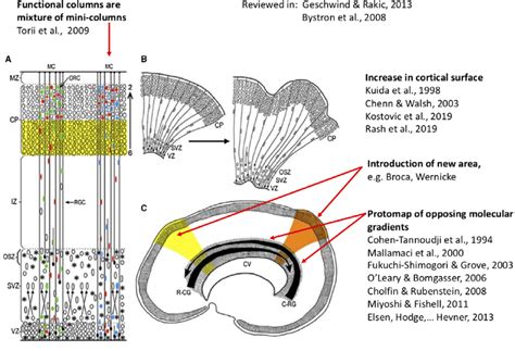 Sites Of Production And Migration Of Neurons In The Primate Cerebral