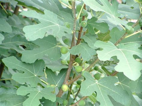 The Fig Bush A Hardy Plant That Produces Delicious Fruit