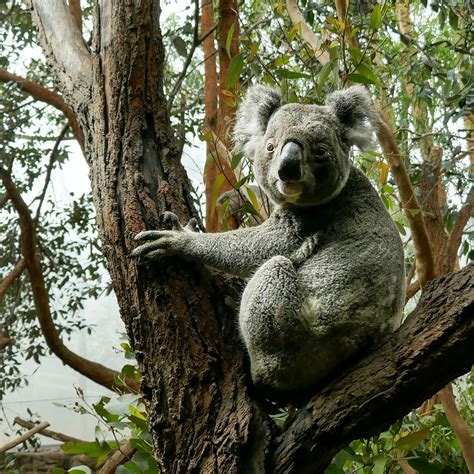 Where Is The Best Place To See A Koala In Sydney Australia Boomervoice