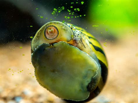Goldfish do eat and will sooner or later develop an appetite for algae among other aquatic vegetation. Nerite Snail • Care Guide (Tank Setup, Mates & Diet)