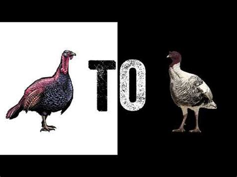 Discover Heritage And Naked Turkeys From Joyce Farms YouTube