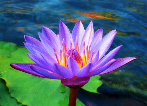 Lotus Flowers Flower Hd Wallpapers Images Pictures
