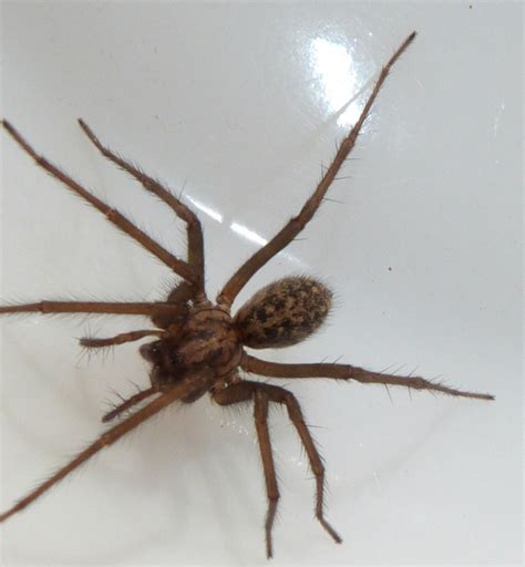 Giant House Spider Tegenaria Duellica Naturespot