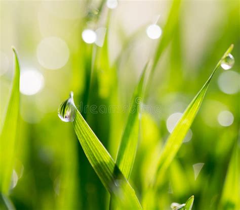 Dew Drops On Green Grass Stock Photo Image Of Lawn 102685598