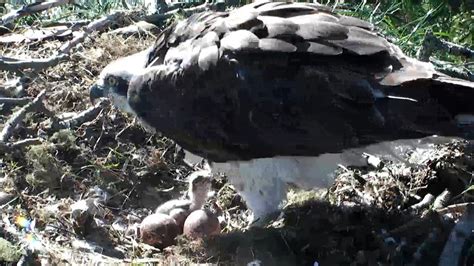 First Osprey Of The Season Takes Flight At Perthshire Reserve Bbc News