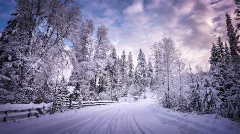 Winter Road Snow Trees White Hd Nature 4k Wallpapers