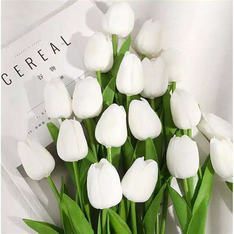 Warnai tulip dengan warna pilihan anda. 27+ Gambar Bunga Tulip Putih yang Wajib Disimak ...