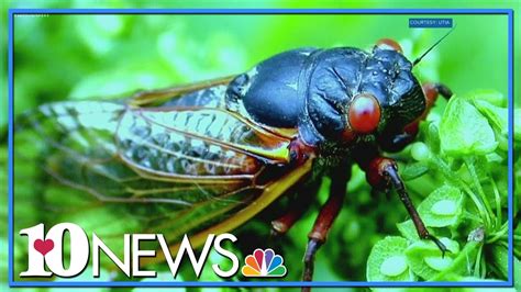 17 Year Cicadas To Benefit Environment Youtube