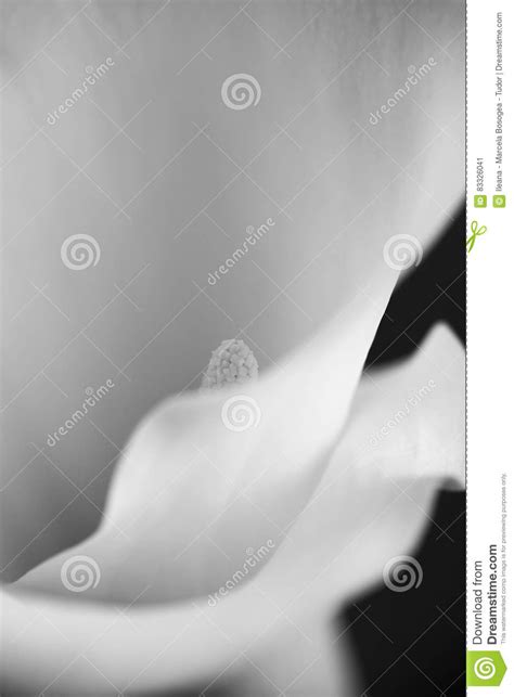 Abstract Macro Photography Of Calla Flower With Details Stock Image