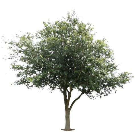 Oak Tree Png Image Png Arts