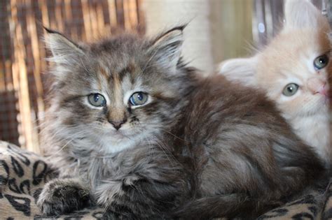 The most striking thing about maine coon cats is their sheer size. Maine Coon Cat Personality, Characteristics and Pictures ...