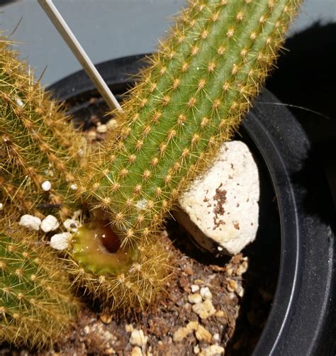 Reddit gives you the best of the internet in one place. diseases - Flattened/Deflated cactus, snapped cactus and ...
