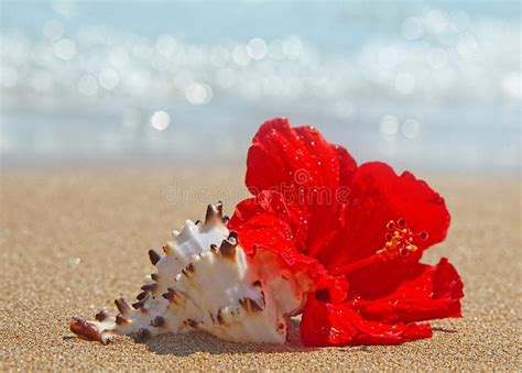 Beautiful Red Hibiscus Flower On The Beach Stock Image Image Of