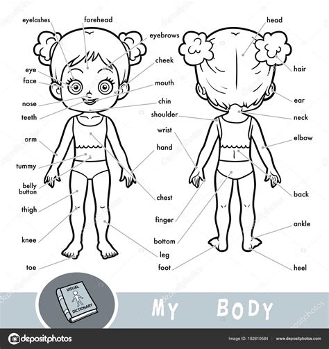 Dibujos Del Cuerpo Humano Para Ninos De Preescolar Para Imprimir Images