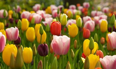 The larkspur flower symbolizes fickleness, love, affection, and ardent attachment. Tulip - Eternal Love - Chinaflower214.com