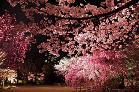 A cherry blossom is a type person with a beautiful soul. Yozakura illuminated cherry blossoms at Shukkei-en ...