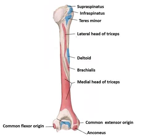 Humerus Parts Side Determination Muscles Attachment And