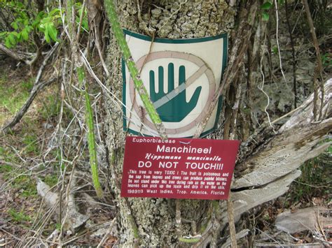 But whether that's in tapes that you find lying around or the typhon. Behold, The World's Most Dangerous Tree! Kids News Article