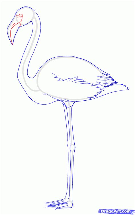 How To Draw Flamingos Step By Step Birds Animals Free Online