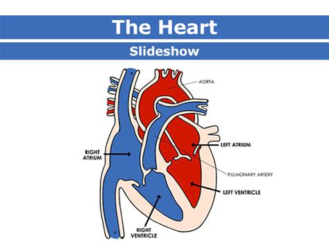 Body Basics The Heart Slideshow