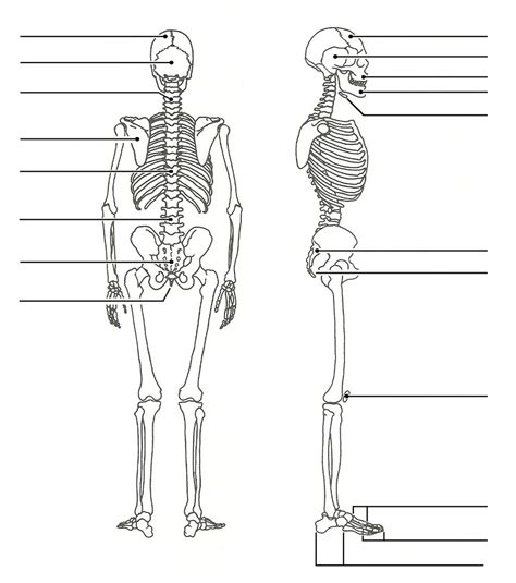 Chapitre 7 Squelette Vues Postérieure Et Latérale Diagram Quizlet